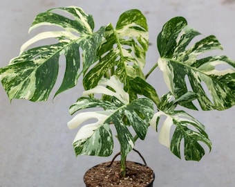 Zeldzame bonte Monstera Albo – Zwitserse kaasplant, witmarmeren tropische aroid