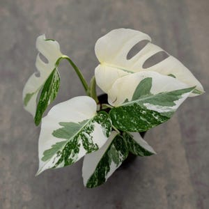 Monstera Variegata Sneeuwwitje – zeldzame tropische plant, bladeren met hoog contrast