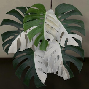 Seltene Monstera Halbmond Variegata - Hochweiße Sammlerpflanze, Lebendpilz