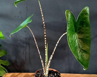 A Cutting of Alocasia Zebrina Tiger (ALOCASIA SIBERIAN TIGER), a Very  Beautiful Houseplant With White Zebra-striped Petioles. - Etsy Denmark