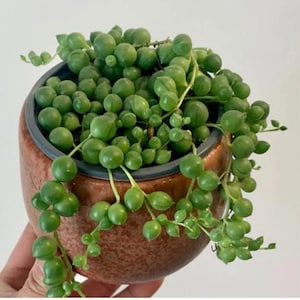 Puede incluir: Un juego de tres tazas de cerámica con acabado mate moteado. Las tazas son de color crema, gris claro y gris oscuro. Cada taza tiene un diseño simple y minimalista.