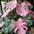 Monstera Deliciosa Pink Tricolor Live Plant | Rare Variegated Tropical Houseplant product logo