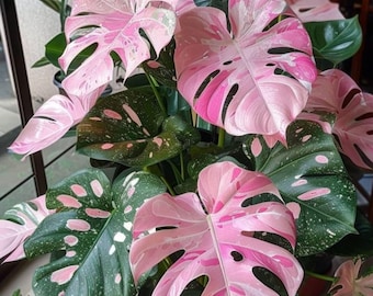 Monstera Deliciosa Pink Tricolor Lebende Pflanze | Seltene bunte tropische Zimmerpflanze