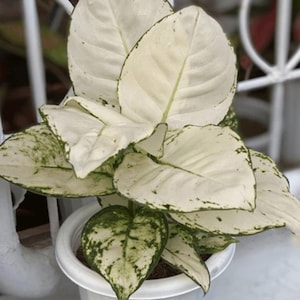 Aglaonema 'Super White' – Rare White Variegated Tropical Houseplant, Collector Plant, Indoor Decor