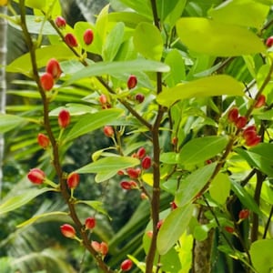 Sementes de Erythroxylum Navo – Sementes Orgânicas do Ceilão (10+)