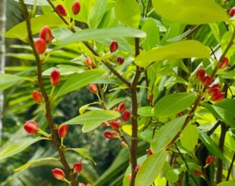 Erythroxylum Navo Seeds – Ceylan Seeds Bio (10+)