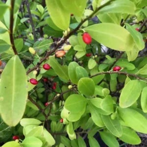 Semillas de Erythroxylum Nao - Origen orgánico de Ceilán, alta tasa de germinación