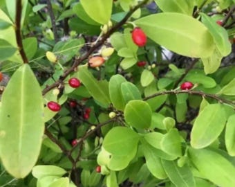 Semillas de Erythroxylum Nao - Origen orgánico de Ceilán, alta tasa de germinación