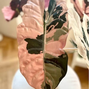 Alocasia Chantrieri plante tropicale vivante panachée de rose | Aroïde de collection rare