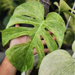 Monstera Mint Variegated Planting Rooted Nodes Cuttings Live Plant Mint veriegation