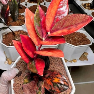 May include: A vibrant houseplant with large, colorful leaves. The leaves display a striking gradient of red, orange, and green hues. The plant is potted in a white square container with a soil mix. Other plants are visible in the background.