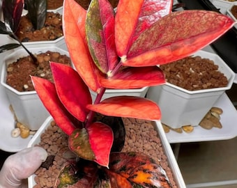 ZZ Emerald Red Variegated Zamioculcas Zamiifolia Rooted Stem Indoor Outdoor Rare