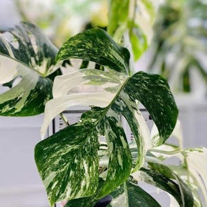 May include: Close-up of a Monstera plant with large, variegated leaves. The leaves display a mix of deep green and creamy white patterns. The plant's unique fenestrations are visible, adding to its distinctive appearance.