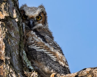 Young owl in a pine tree Photo paper poster
