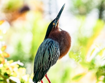 Green Heron: Greeting the Day Photo paper poster