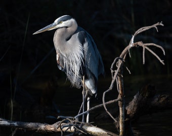Great Blue Heron Poster