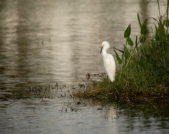 Moody Snowy Egret on a pond island on Photo paper poster