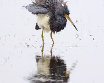 Tricolored Heron Shake out Photo paper poster