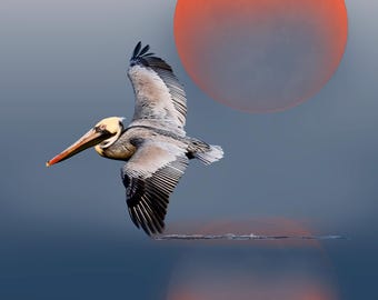 Pelican Moon Poster