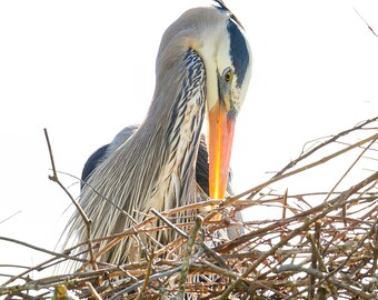 Backlit Nesting Great Blue Heron on Thin canvas
