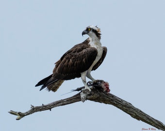 Osprey at Ft Pickens Bird Sanctuary