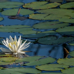 White American Water Lily Photo paper poster