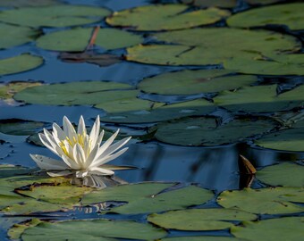 White American Water Lily Photo paper poster