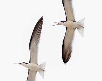 Pair of Black Skimmers pairing off, Photo paper poster