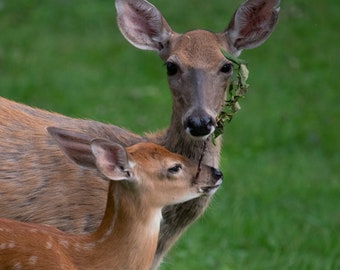 Fawn and Doe Sharing Leaves on Canvas