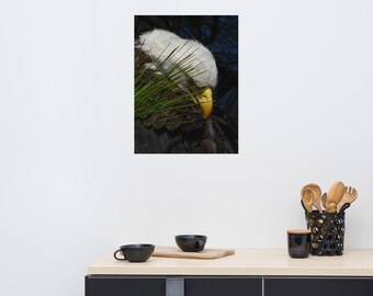 Portrait of a Female Bald Eagle 2026