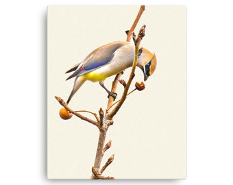 Cedar Waxwing Stretched Canvas Prints