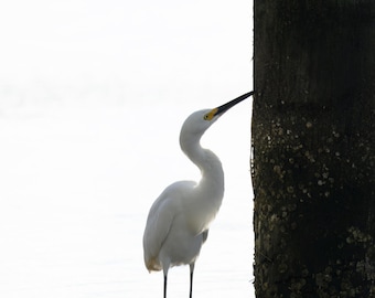 12x18" Snowy Egret Piling Photo paper poster
