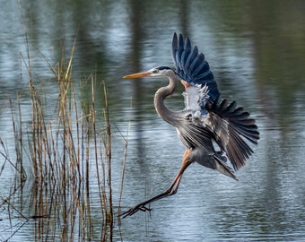 AWARD WINNING Great Blue Heron landing Photo paper poster