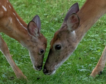 Fawn and Doe photo paper poster