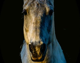 White Horse portrait