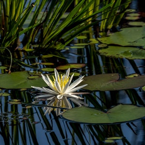 American White Water Lily poster
