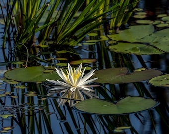 American White Water Lily poster