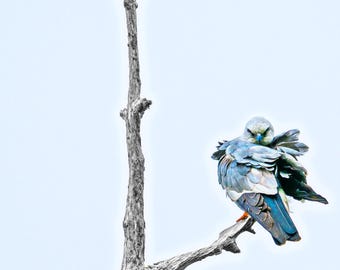 Male Mississippi Kite on Thin canvas