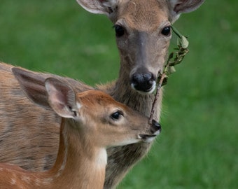 Doe and Fawn sharing leaves