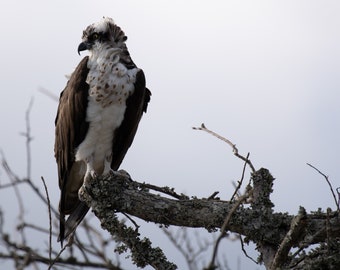 Osprey profile Photo paper poster