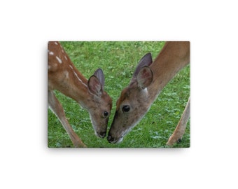 Two White Tail Deer on Canvas