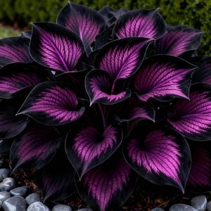 May include: Close-up of a hosta plant with large, heart-shaped leaves. The leaves are a deep, dark purple with a black border. The veins of the leaves are a vibrant, lighter purple, creating a striking contrast. The plant is surrounded by small, gray stones.