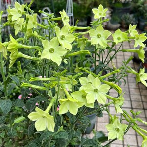 tobacco plant genus Nicotiana: Flowering Tobacco
