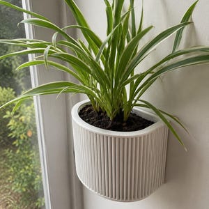 May include: A white, semi-circular wall-mounted planter with a vertical ribbed texture. The planter contains a spider plant with long, slender green leaves featuring white margins, growing out of dark brown potting soil inside the container.