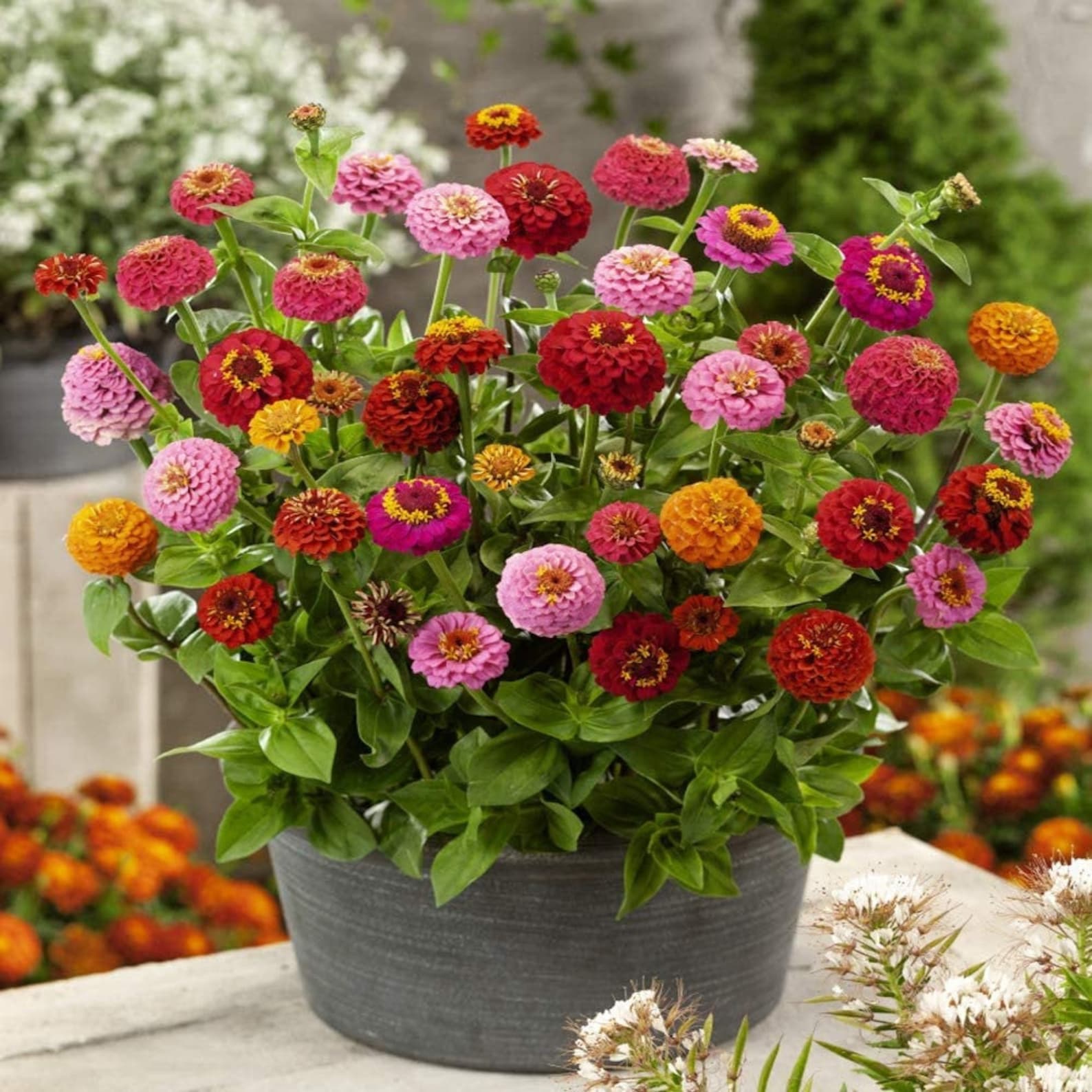 Heirloom Seeds Mixed Zinnia Easy Grow Container Gardens or Etsy