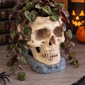 May include: A realistic human skull planter in an off-white bone colour, resting on a grey rock-like base. The skull is filled with a trailing plant featuring small, heart-shaped green leaves with silver variegation that drape over the sides.