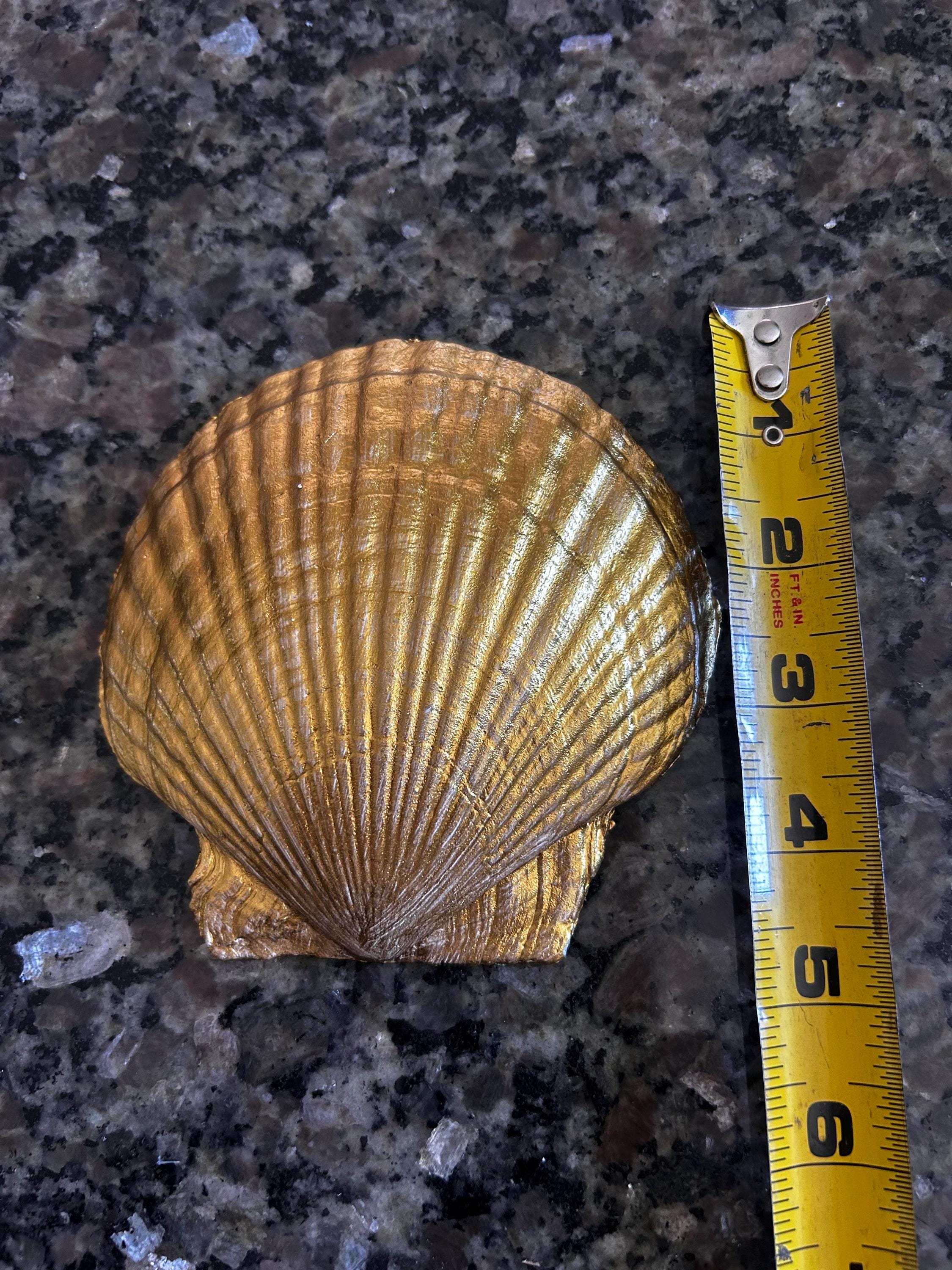 Cape Cod Scallop Shell Trinket Dish | Coastal Decoupage Ring Holder - Etsy