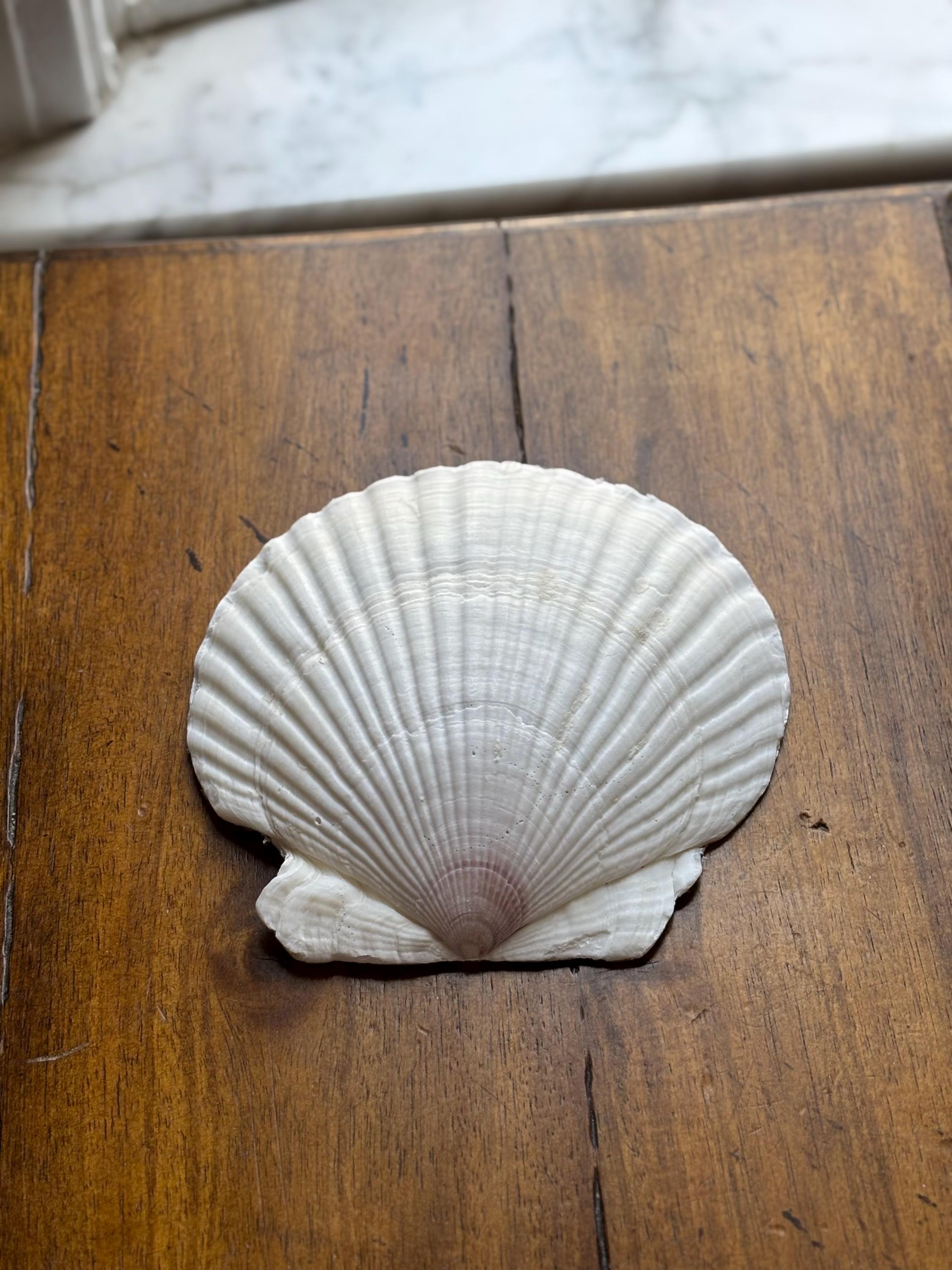Hummingbird Scallop Shell Ring Dish – Coastal Jewelry Holder - Etsy