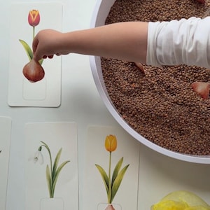 Könnte beinhalten: Lehrkarten mit botanischen Illustrationen von Tulpen und Schneeglöckchen. Eine Kinderhand interagiert mit den Karten. Eine weiße Schüssel mit Linsen befindet sich im Hintergrund. Die Karten liegen auf einer weißen Oberfläche.