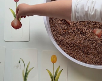 May include: A child's hand interacting with educational cards featuring botanical illustrations of tulips and snowdrops. A white bowl filled with lentils is in the background. The cards are on a white surface.